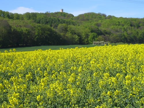 Rapsfeld mit dem Jagdschloss Granitz im Hintergrund