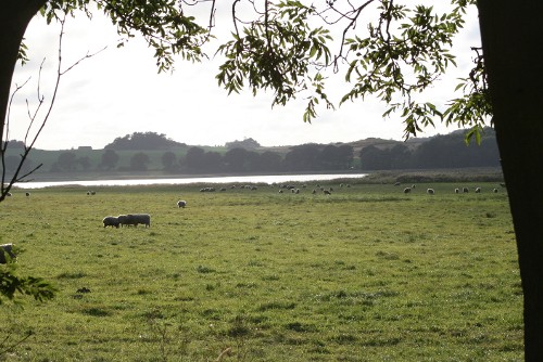 Wiesen in der Nähe von Middelhagen