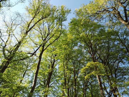 Rund um Sellin gibt es große Buchenwälder